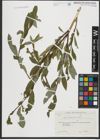 Foto von Salix rhamnifolia Pall.